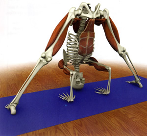 Anatomía Yoga